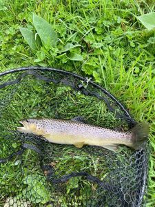 Brown Trout