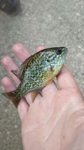 Green Sunfish