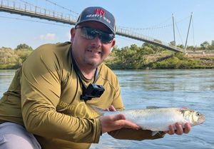 Twaite Shad