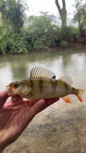 European Perch