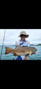 Bluespotted seabass