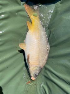 Leather Carp