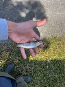 Brown Trout