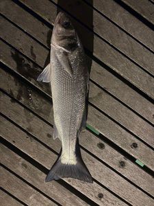 European Bass (Seabass)