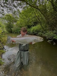 Truite de Mer