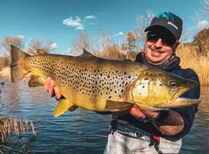 Brown Trout