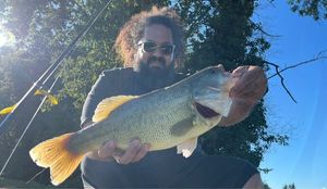 Largemouth Bass
