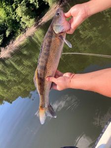 Zander