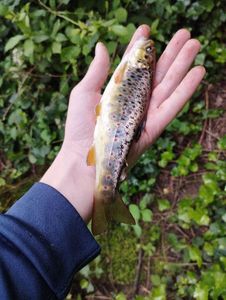 Brown Trout