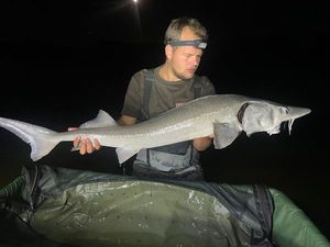 Siberian Sturgeon