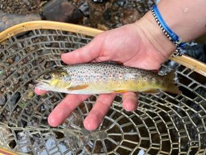 Brown Trout
