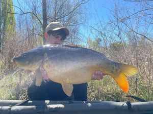 Mirror Carp