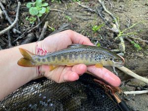 Brown Trout