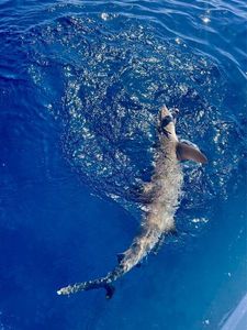 Requin pointes blanches