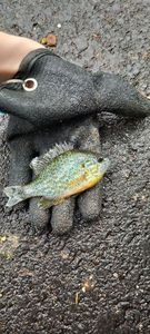 Green Sunfish