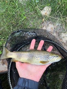 Brown Trout