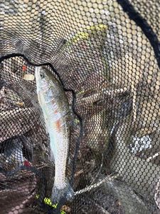 Rainbow Trout