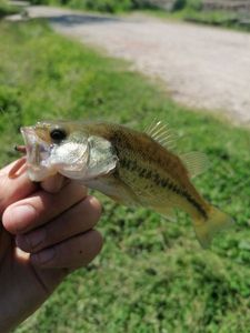 Smallmouth Bass