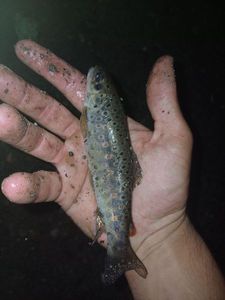Brown Trout