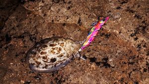 Common Cuttlefish