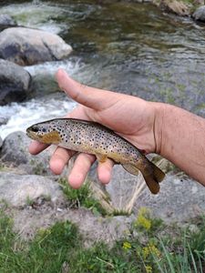 Brown Trout