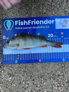 European Perch