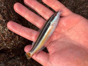 Mediterranean Rainbow Wrasse