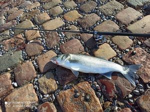 European Bass (Seabass)