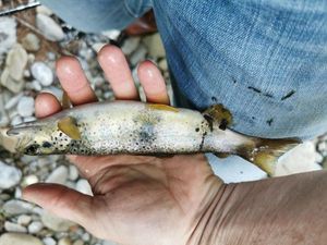 Brown Trout