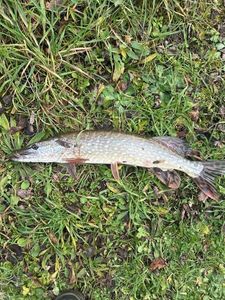 Northern Pike