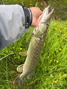 Northern Pike