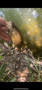 Largemouth Bass