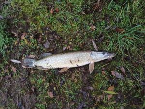 Chain Pickerel