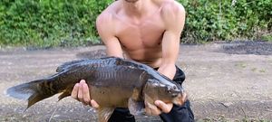 Mirror Carp