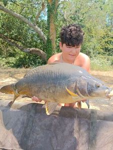 Mirror Carp