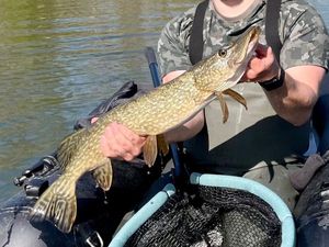 Northern Pike