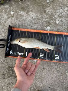 Barbel