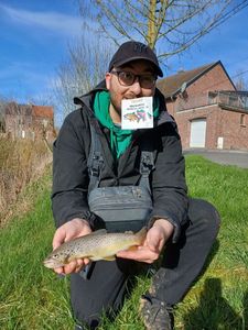 Brown Trout