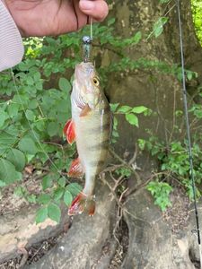 European Perch