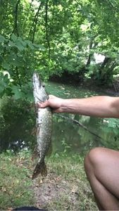 Northern Pike