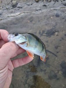 European Perch