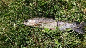 Rainbow Trout