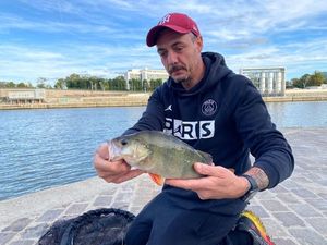 European Perch