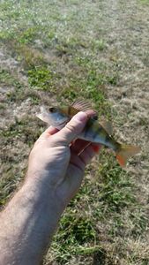 European Perch