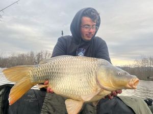 Common Carp