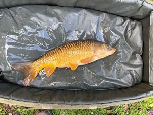 Common Carp