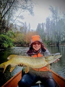 Northern Pike