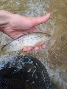 Brown Trout