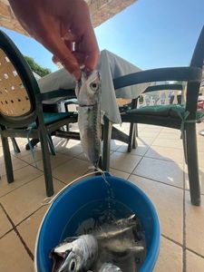 Chub Mackerel