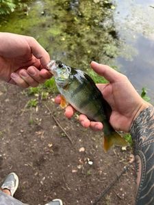 European Perch